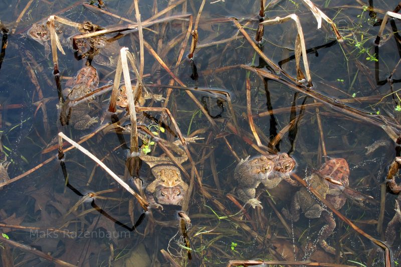 Bull Frogs in Maryland