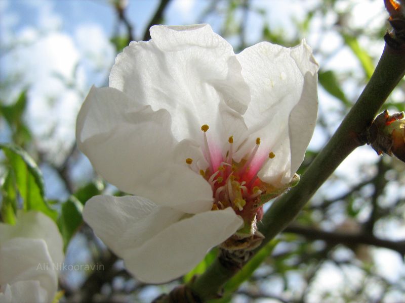 Flower in the Alborz Mountains, Iran