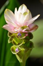 Exotic Brazilian flower in the jungle.