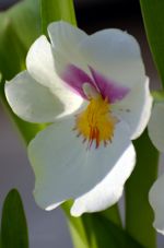 Brazilian flowers