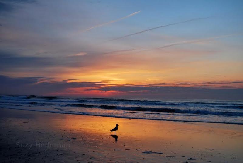 Seagull in Rhode Island on Narragansett Beach