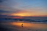 Seagull in Rhode Island on Narragansett Beach