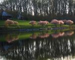 Gorgeous blossoms