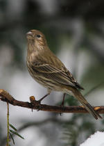 Pine Siskin finch in Lincoln, Nebraska