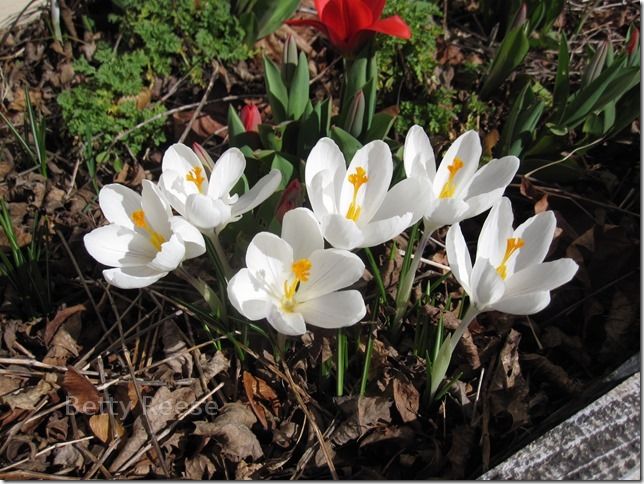 White Crocus in Cowichan Bay, BC, Canada