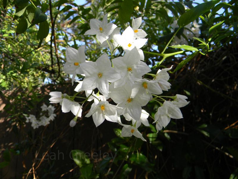 White potato vine flower in california