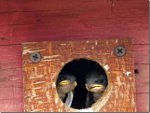 Swallows in a bird house, looking for Mama.