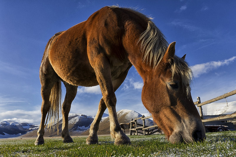 A friendly horse in Pian Grande, Parco Nazionale dei Monti Sibillini, Regione Umbria, Italy