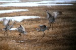 Sandhill Cranes in Montana