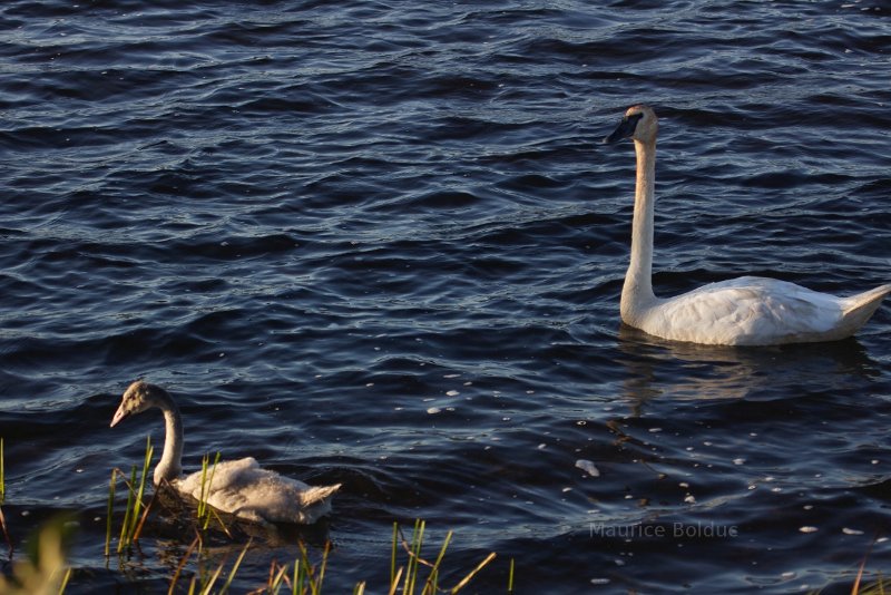 Trumpeter Swans in Michigan