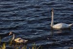 Trumpeter Swans in Michigan