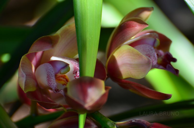 Pretty Brazilian Flowers