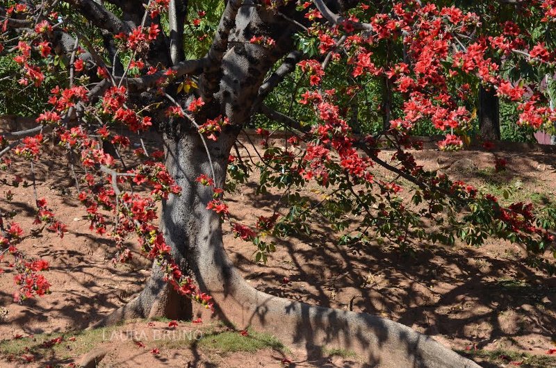 Flowering Bush in Brazil