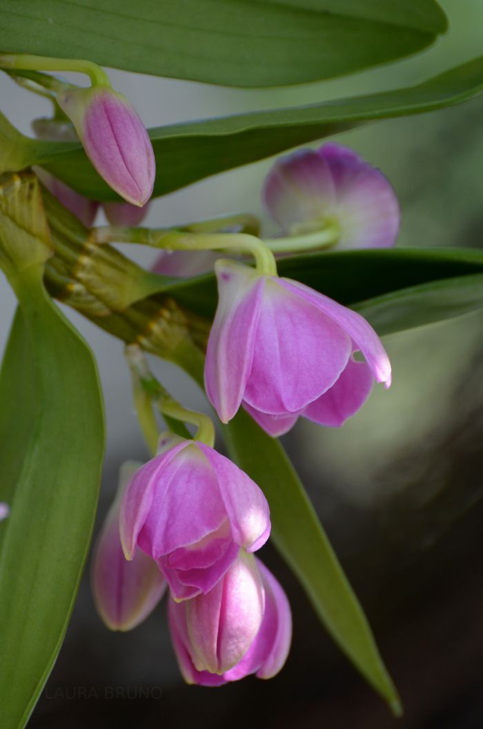 Flowers in Brazil