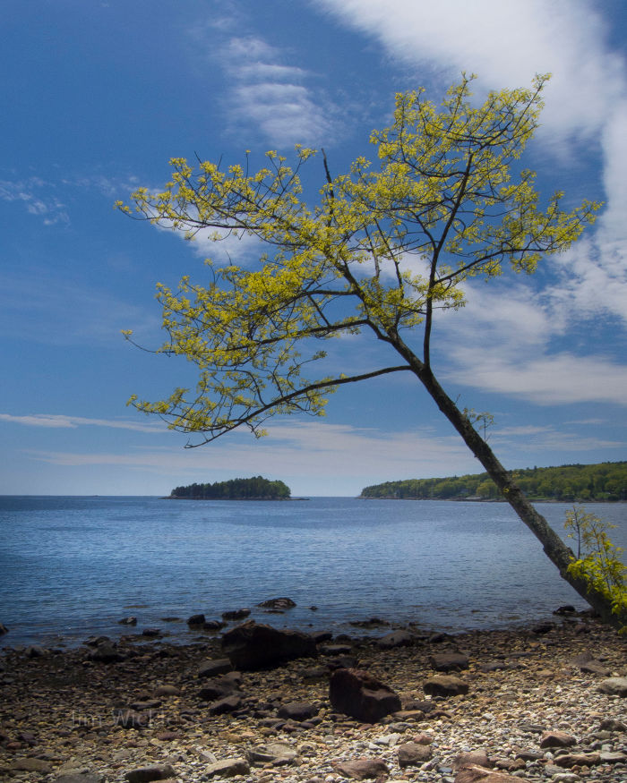 Rocky beach near Camden, Maine