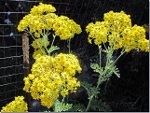 Ragwort in British Columbia, Canada