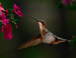 Gorgeous hummingbird at a Maine flower