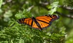 Butterfly on North shore of Lake Michigan