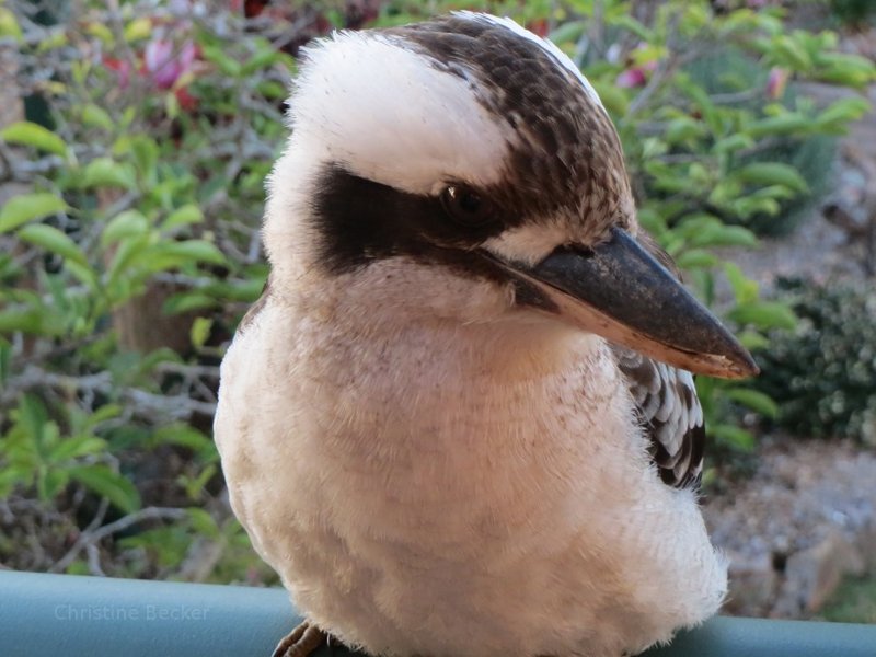 Kookaburra in Australia during the winter