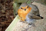 Robin in Scotland