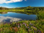 Gorgeous Mountain meadow, flowers and lake in Colorado