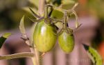 Tomatoes in Minnesota