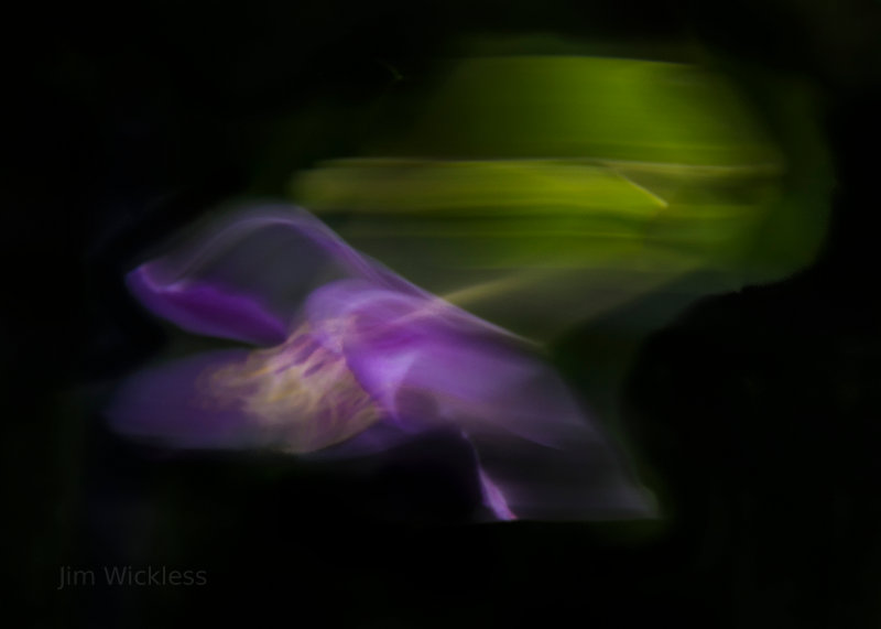 Flowers in motion!