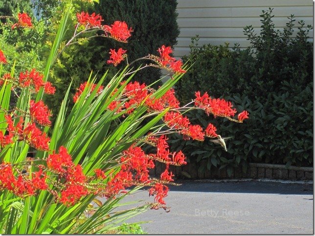 Hummingbird at a flower in BC