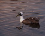 Duck On The Water