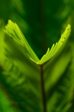 Sprouting Leaf frond