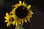 Mature Sunflower