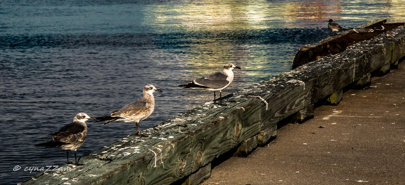 Seagulls