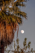 Palm trees and full moon.