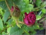 Rose in British Columbia