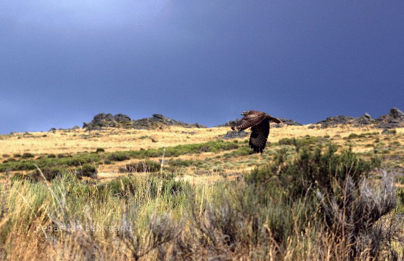 Eagle and golden hill