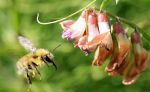 Bee in Grays Harbor National Wildlife refuge.