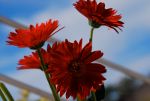 Pretty red flowers on Valentine