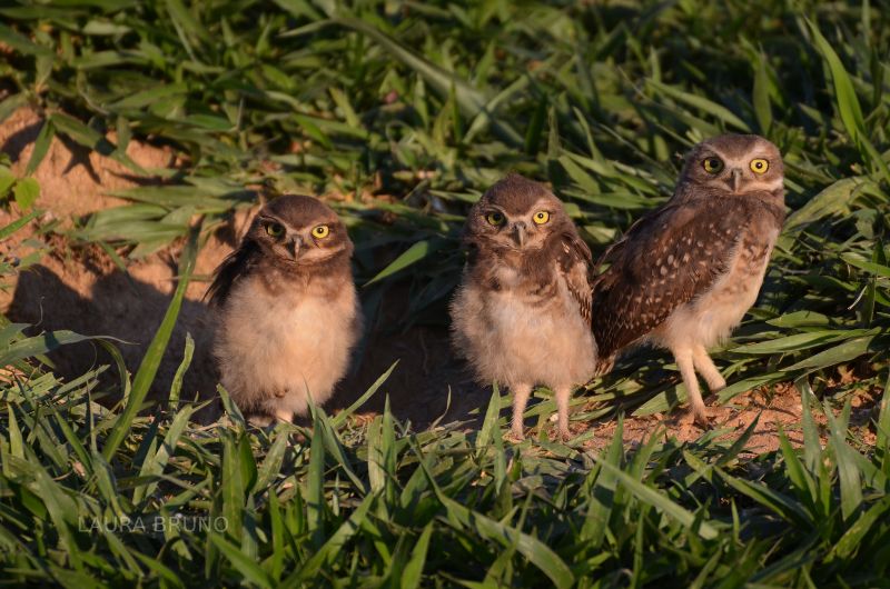 Baby owl triplets in Brazil