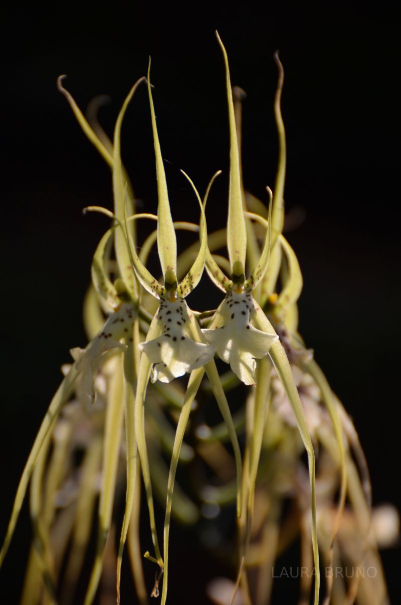 Brazilian flowers