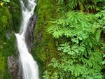 Ferns, Moss, water.