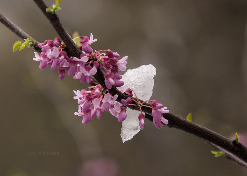 Early blossoms getting covered in with ice.