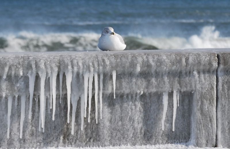 A seagull on an ice covered sea wall in Rhode Island.