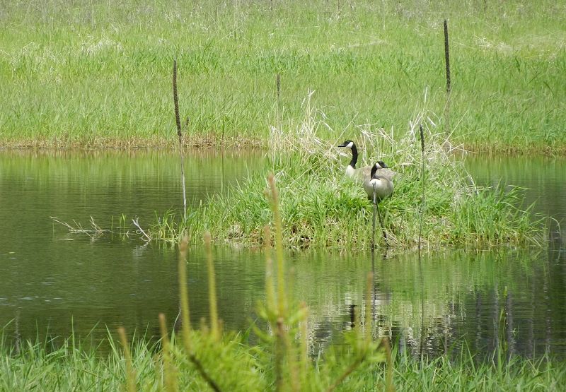Canadian Geese in Montana
