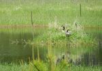 Canadian Geese in Montana