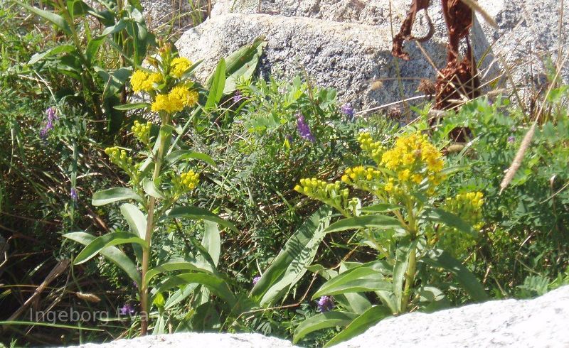 Wildflowers in Nova Scotia