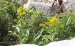 Wildflowers in Nova Scotia