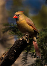 Nebraskan Cardinal