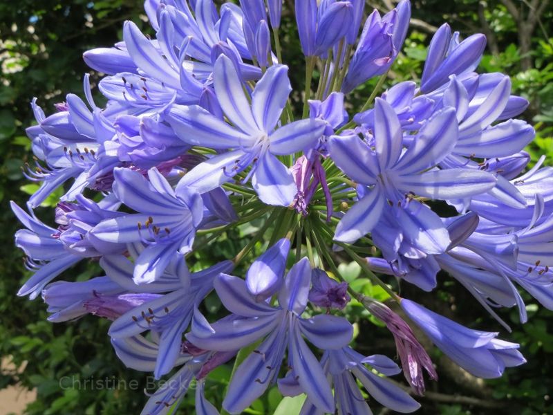 Gorgeous blue flower in Australia