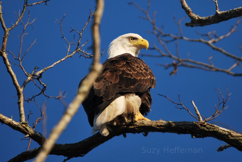 Bald Eagle