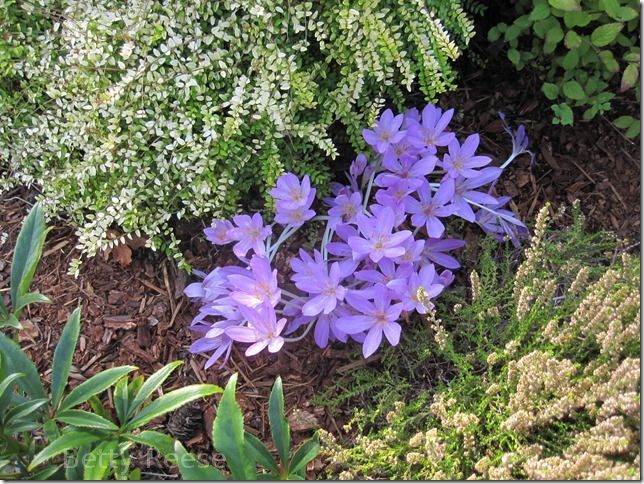 Crocus in Cowichan Bay, BC